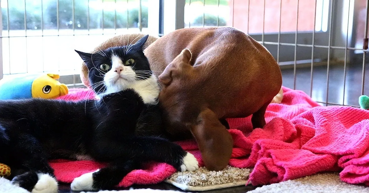 A black and white cat and a brown dog share a cozy moment on a pink blanket.