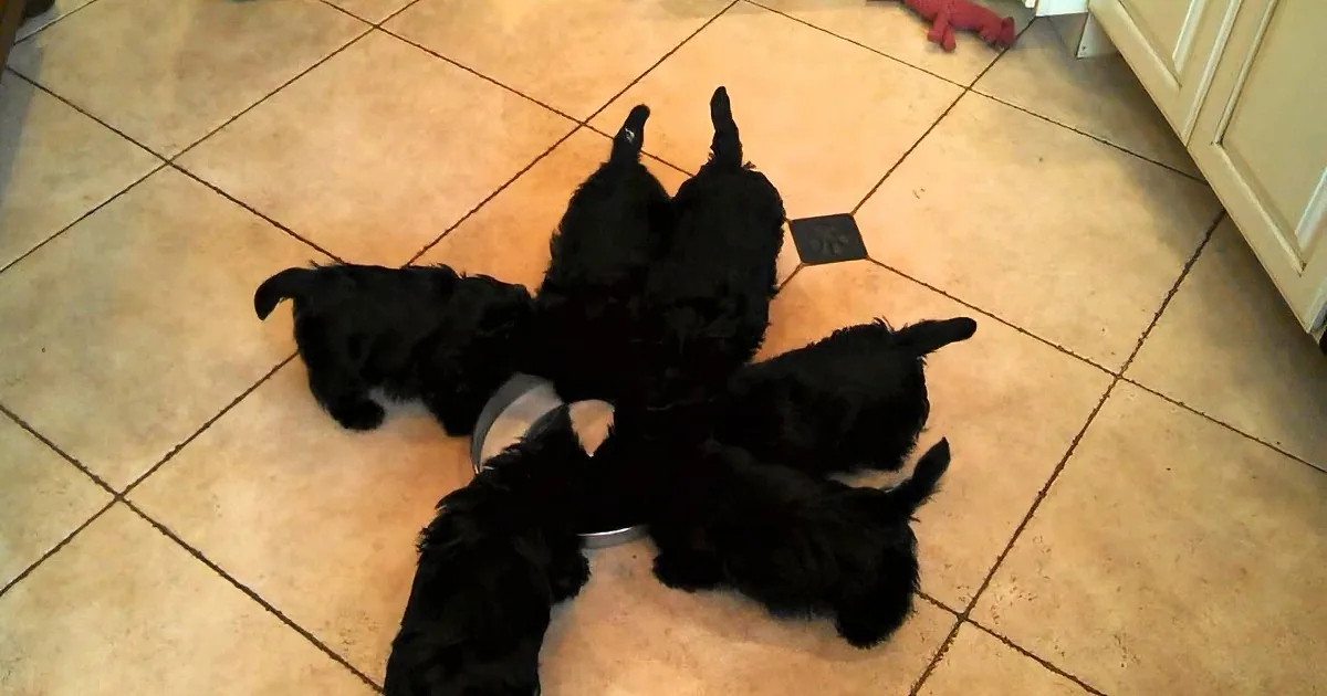 Four black puppies are lying on a tiled floor, appearing relaxed and playful.