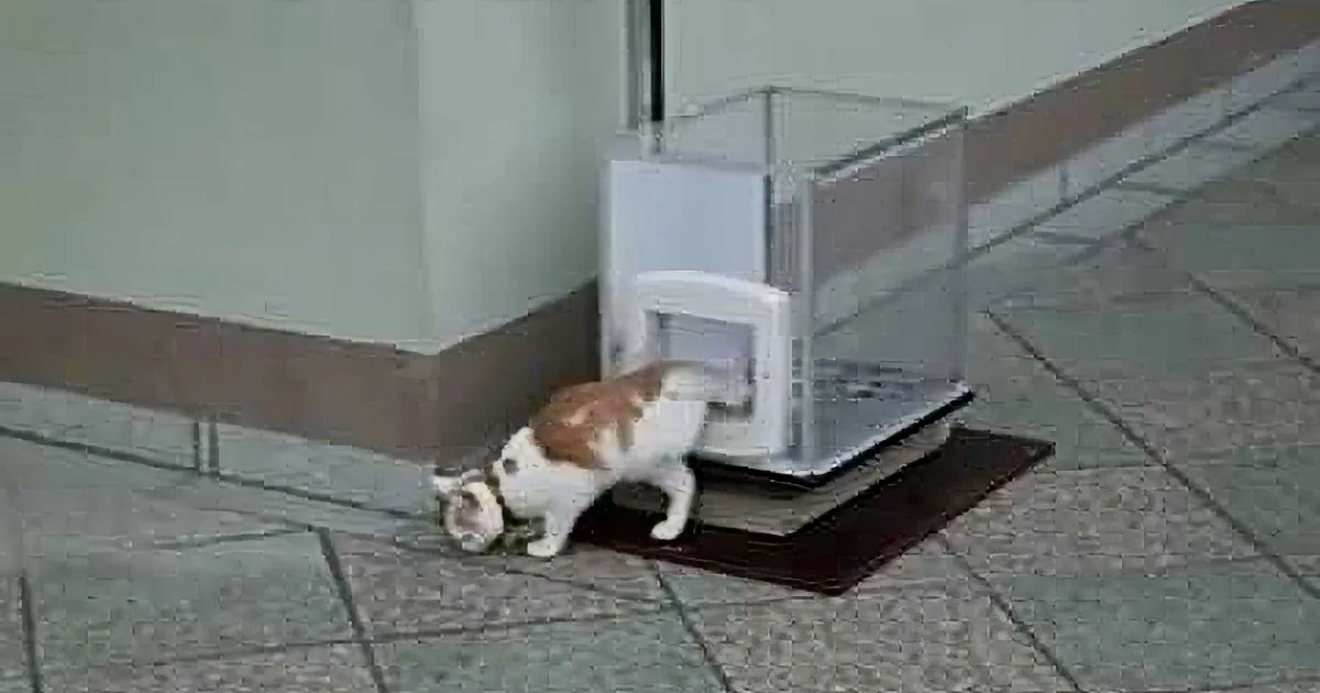 A cat is trying to fit through a small, open cat door on a tiled floor.