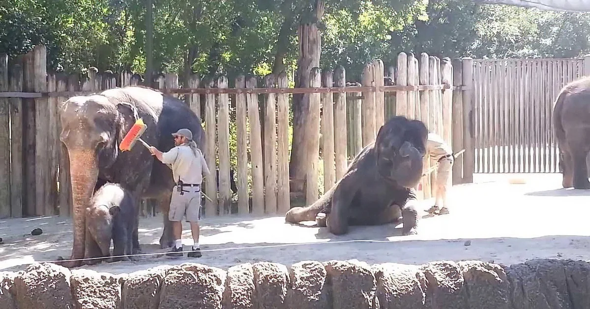 People Went to the Zoo; They Never Knew They Would See an Elephant Do This With a Broom. LOL!