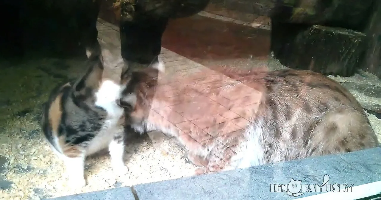 A Homeless Kitten Wanders Into a Zoo and Never Leaves. Why? I''m in Tears! Wow!