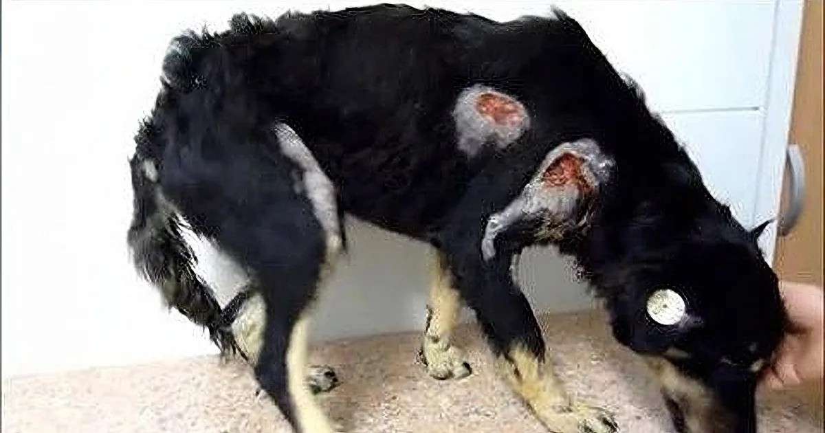 A black dog with patches of missing fur and skin issues is shown in a close-up view.