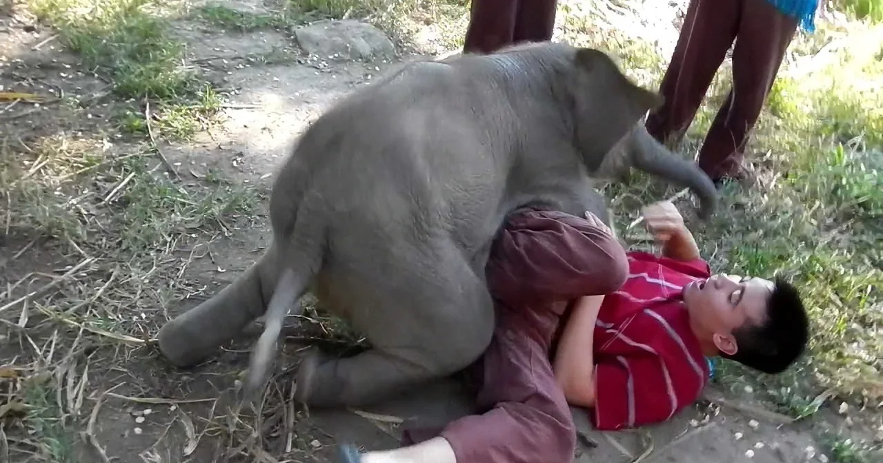 A baby elephant is playfully interacting with a person lying on the ground.