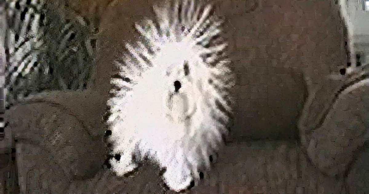 A fluffy white dog with a spiky coat sits on a couch, looking up.