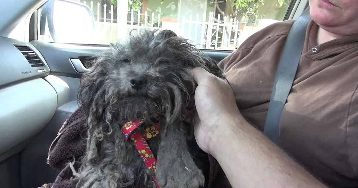 A fluffy, gray, curly-haired dog with a red floral collar sits in a car, being petted by a person wearing a brown shirt...