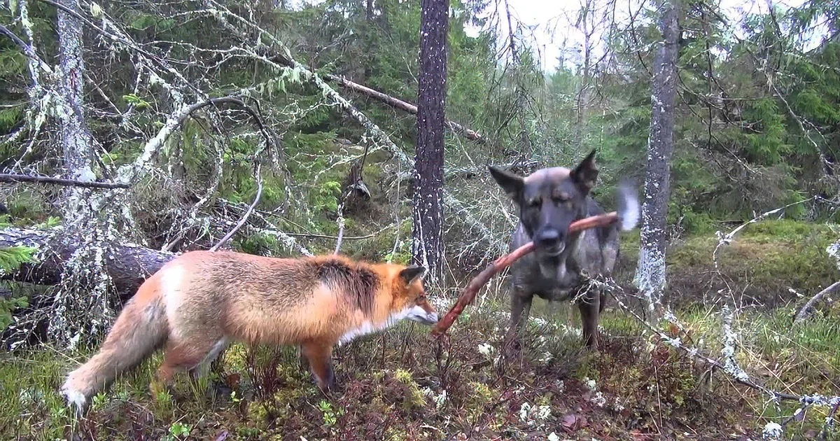 A fox and a dog are both holding a stick in a forested area with moss-covered ground and trees.