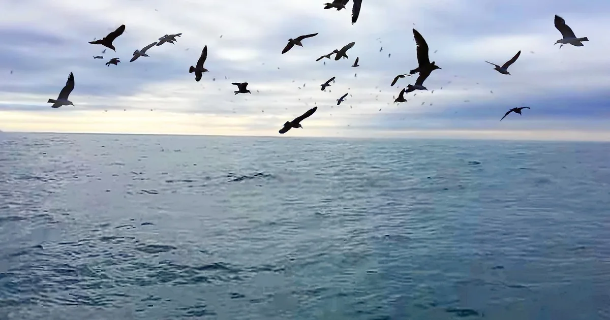 He Was Filming Seagulls, When This Leaps out of the Water? He Can't Stop Screaming... OMG!