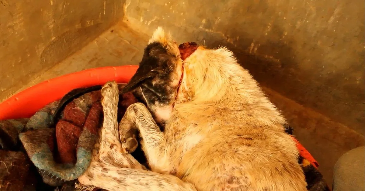 A dog with a black head and light brown fur is lying down, partially covered by a red bowl and some rocks.