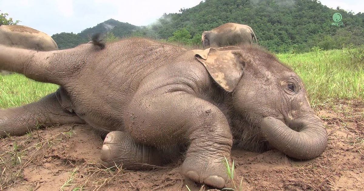 A baby elephant lies on its side in a muddy field, with another elephant in the background.