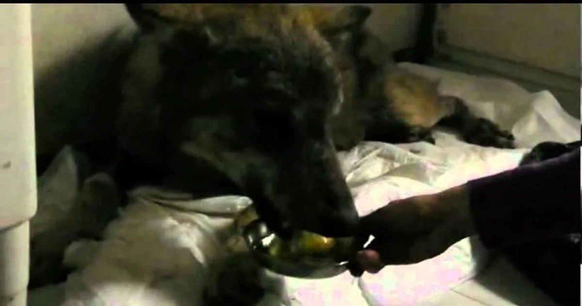 When You See How These People Saved This Wolf Stuck in an Icy Creek, You'll Be in Tears! OMG!