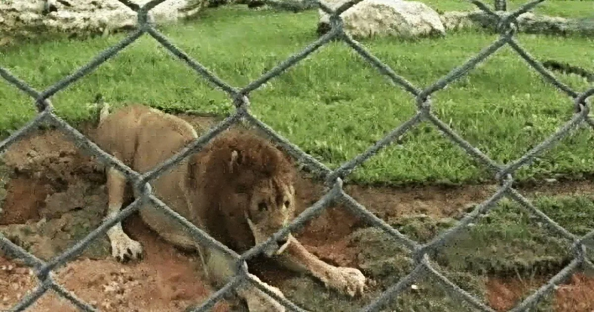 For 13 Years, This Circus Lion Lived in Captivity. Watch His Reaction When He Is Finally Freed!