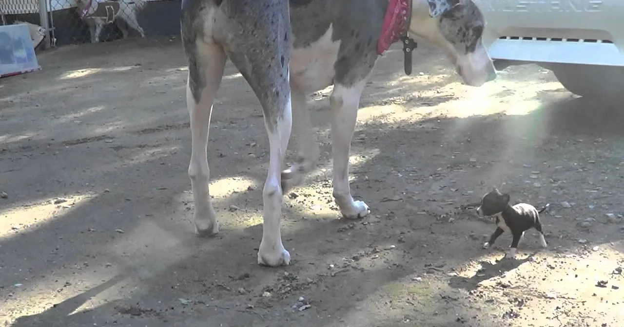 A large dog stands over a small puppy on a dirt ground, with a car and another dog in the background.
