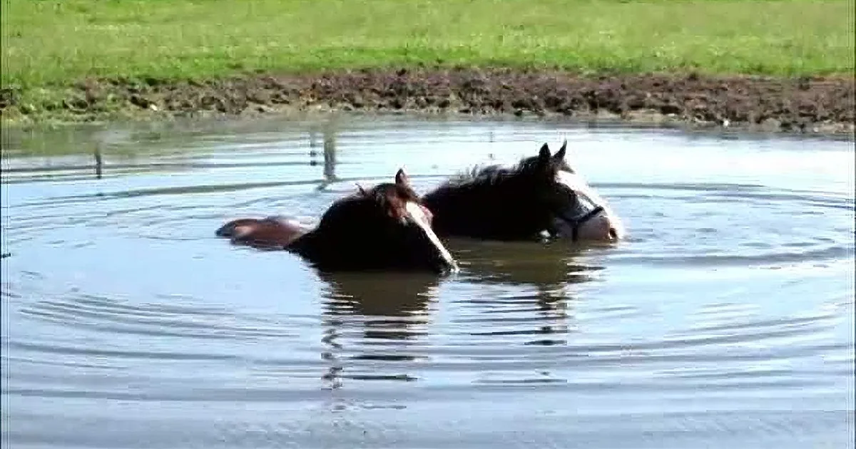 These Two Horses Got in the Water to Beat the Summer Heat. When They Did This? Adorable!