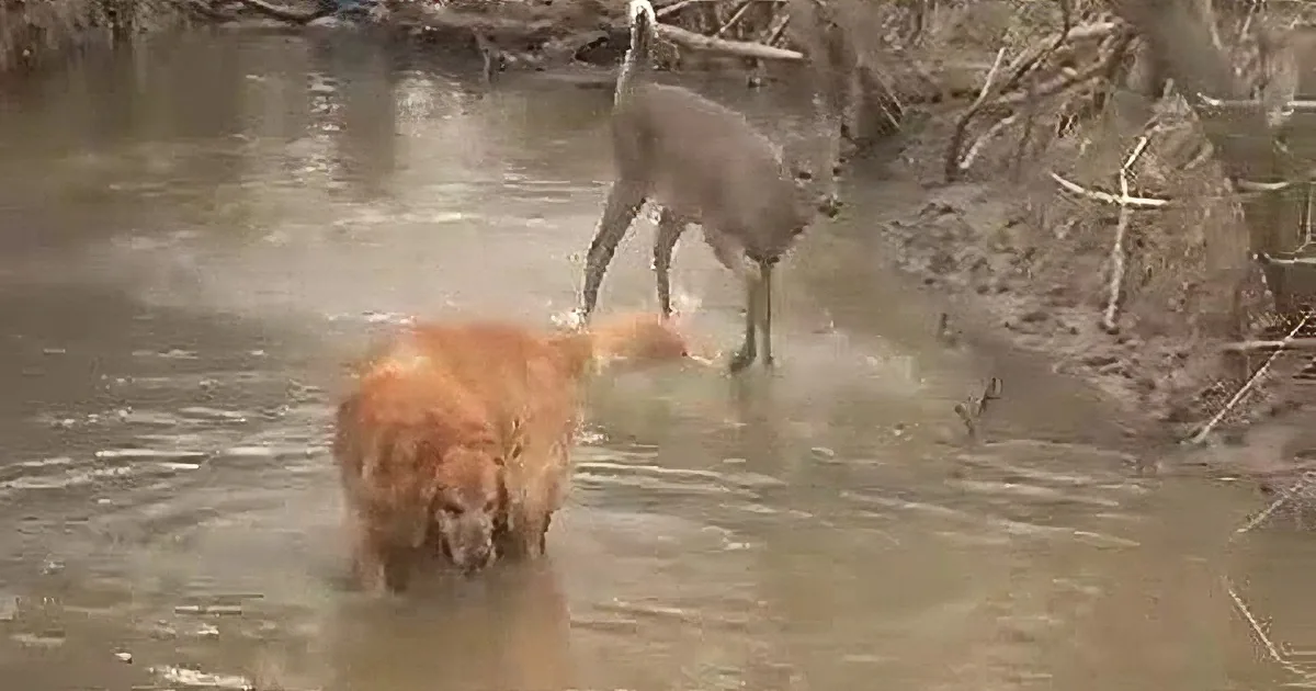 The Jolly Dog Tried to Approach This Deer. How the Deer Reacts? I Didn't See This Coming!