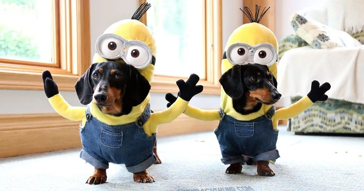 They Dressed up Their Dogs in Minion Costumes. Wait Till You See What They Did Next! Adorable!