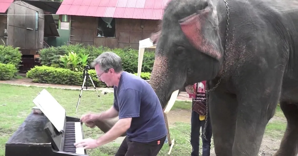 A man plays a piano while an elephant stands nearby, both in an outdoor setting with greenery and buildings in the...