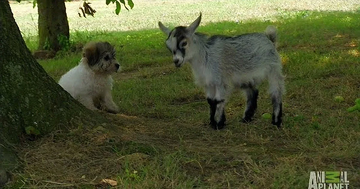 A small goat and a dog are standing on grass near a tree.