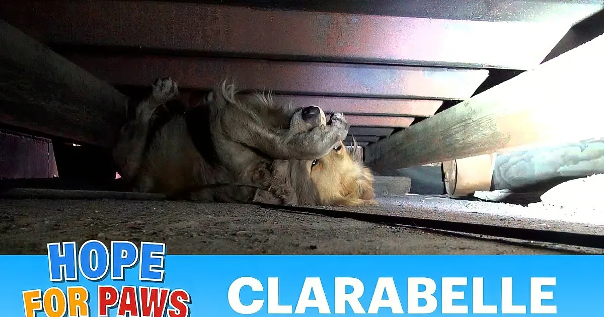 A scared Golden Retriever is cowering under a structure, with text overlay about her rescue.