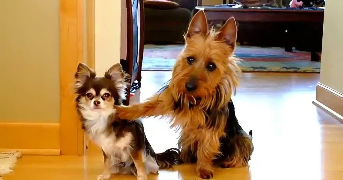 Two dogs, one small with long hair, the other larger with short fur, sit on a wooden floor in a home setting.
