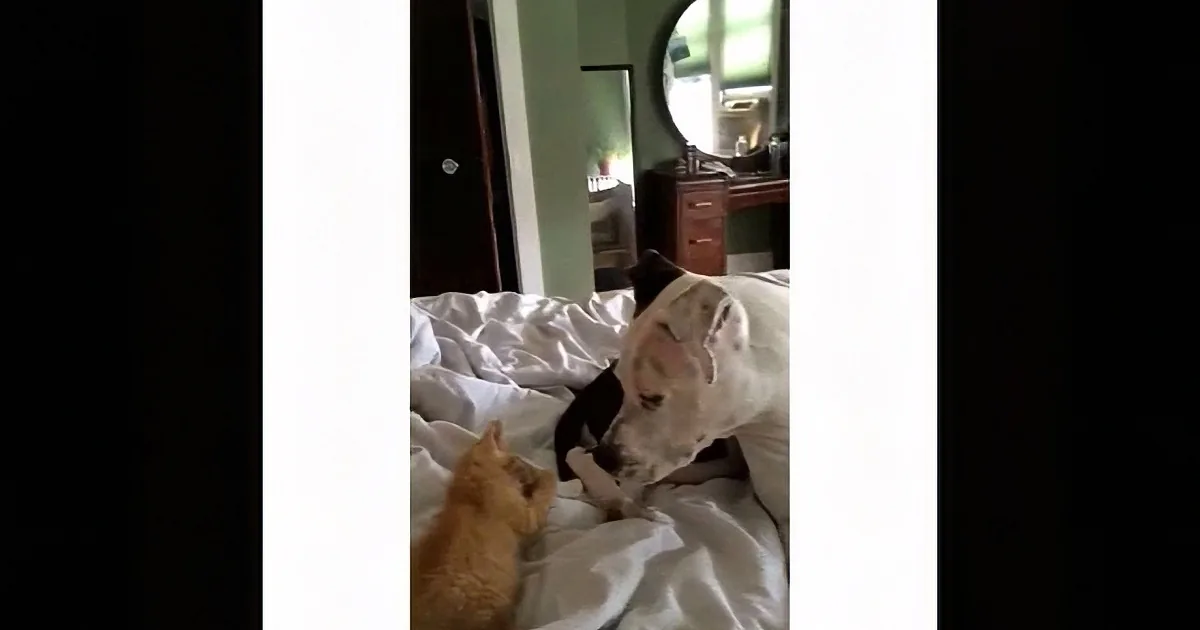 A Three Legged Pit Bull Adopts a Litter of Kittens. but What Happens Next? This Is Heart-Warming!