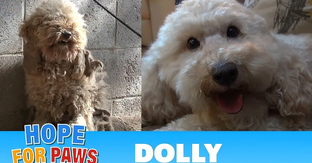 He Lets a Homeless Dog Get Into His Car. Pay Attention to That Poodle''s Fur...OMG!