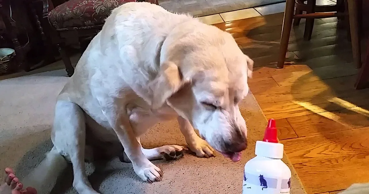 Dad Tries to Give Him His Medicine. How the Dog Reacts? That Is Not What I Expected! Rofl!