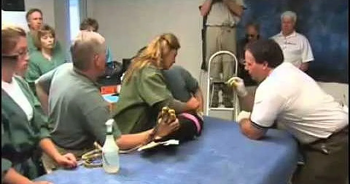 Eagle Lost Her Beak After a Poacher Shot Her Down. What They Did for Her Will Melt Your Heart!