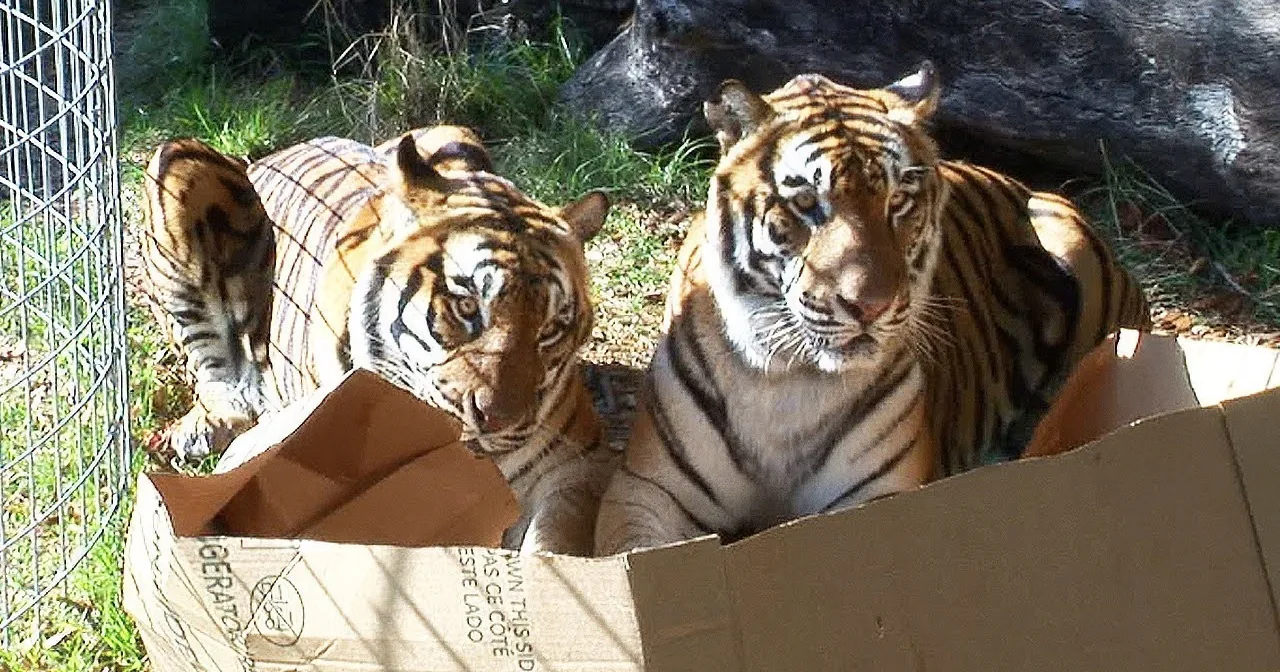 Tigers are in a cardboard box, with one looking out and another partially inside, surrounded by grass and rocks.