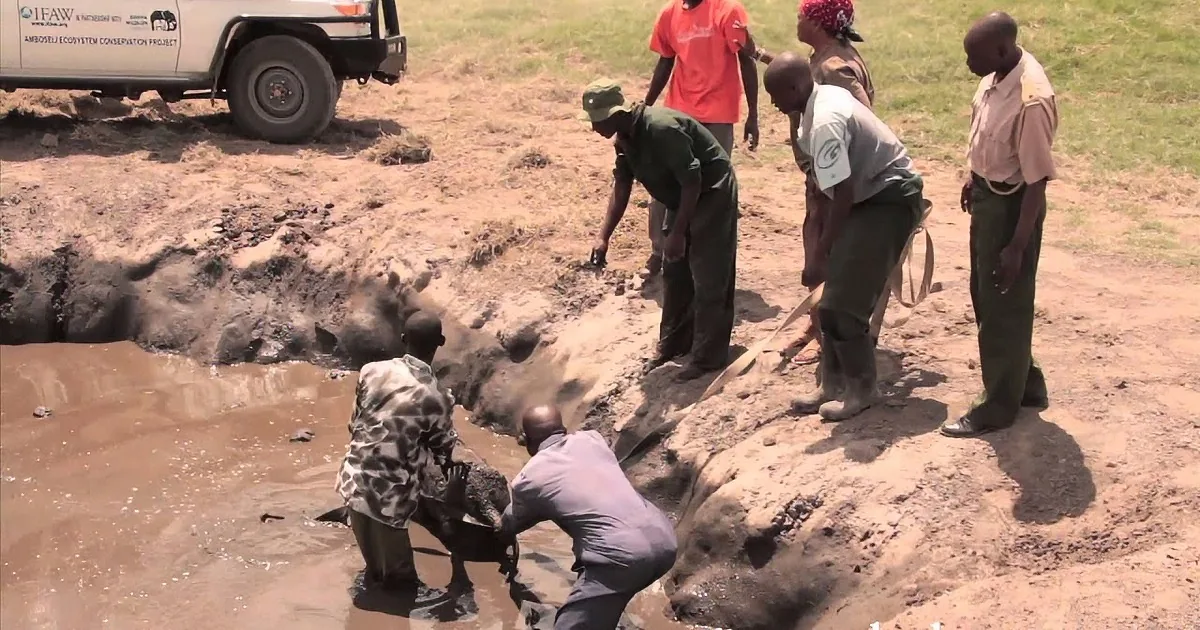 Rescuers work to free elephants from a mud pit in a wildlife conservation effort.