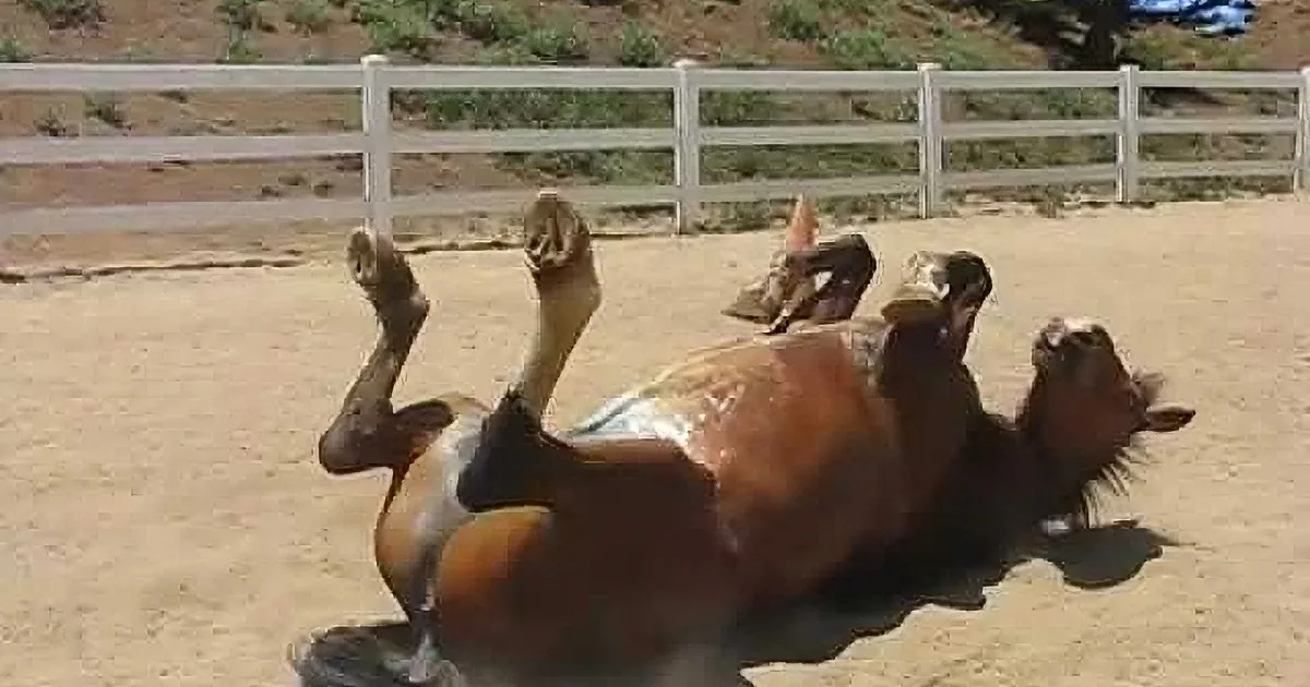 This Farting Horse Is Cracking Everyone up With His Hilarious Antics