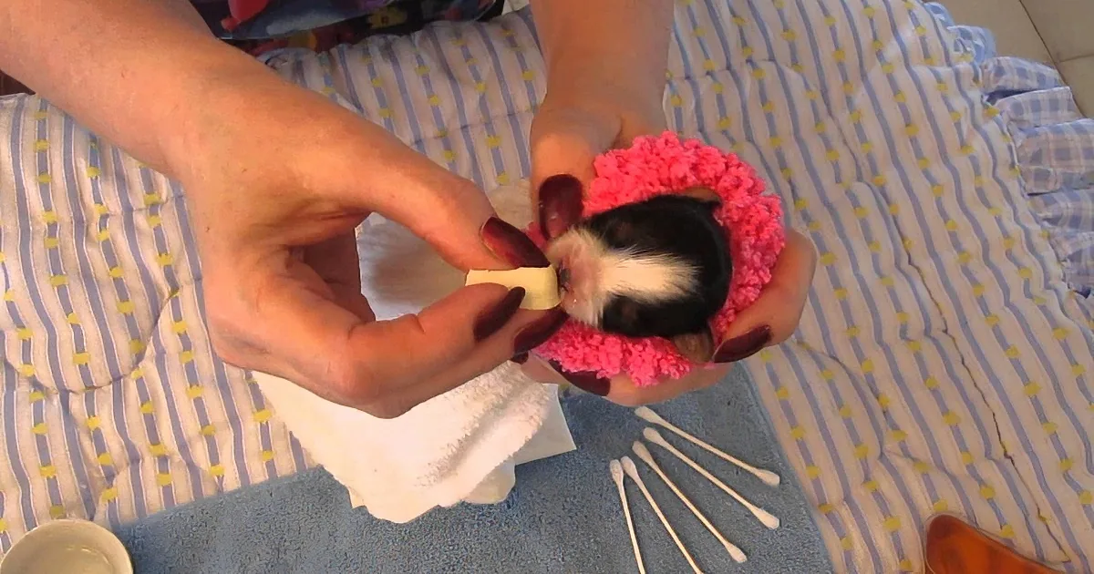 A person holds a small black and white guinea pig in a pink crocheted hat, feeding it a piece of food.