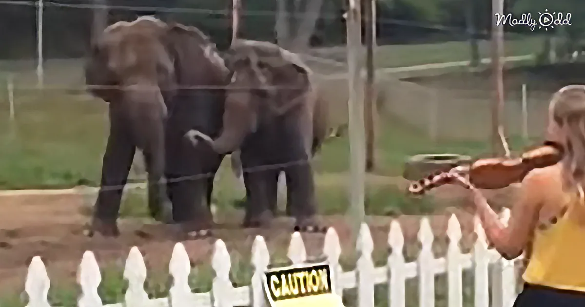 She Wanted to Practice Violin Before the Show. Watch the Elephants Show Their Delight at Her Playing