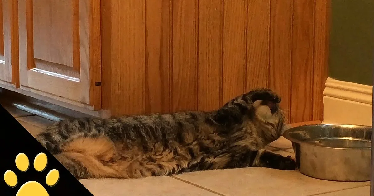 A tabby cat lounges on the floor, its head near a water bowl, with a paw print graphic in the corner.
