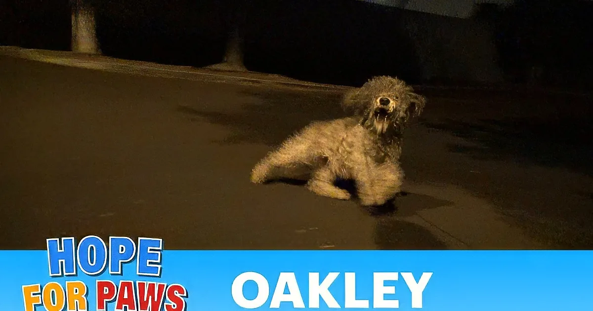 A small, fluffy dog is running on a street at night, with a leash visible.