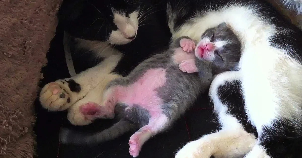 A newborn kitten with pink skin and closed eyes is nestled against its mother's belly.