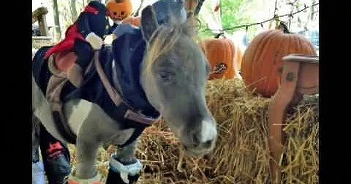 This Disabled Mini Horse Was Scheduled to Be Put Down... When His Owner Did This? I''m in Tears!