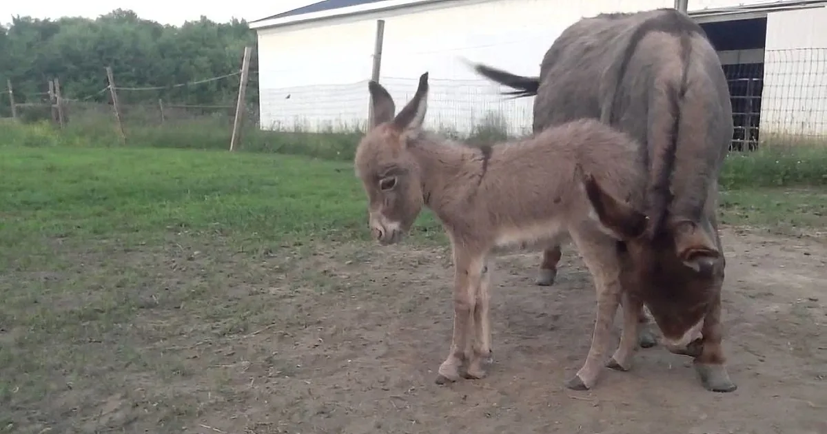A donkey and a pig are standing close together in a grassy area near a building.