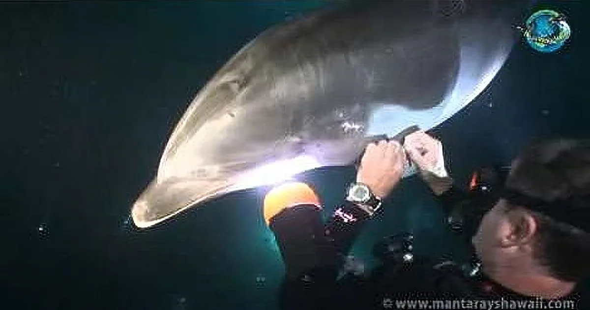 This Man Pulled out Something That Was Stuck in This Dolphin's Fin. and Then? Wow!