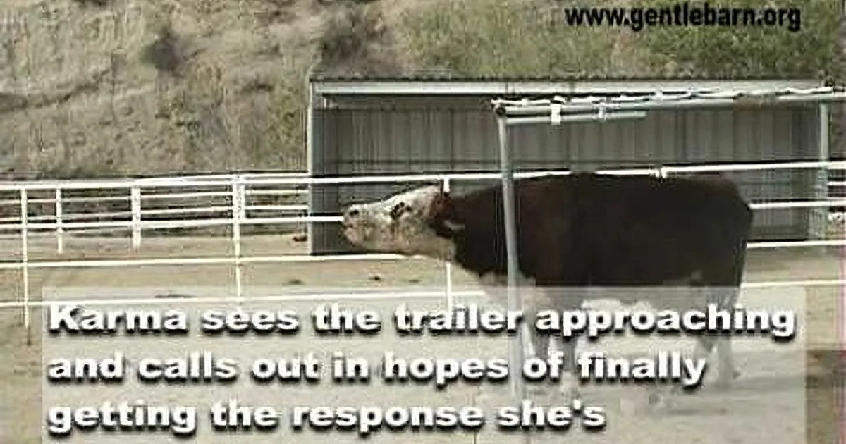A cow named Karma stands in a fenced area, looking toward a trailer, with text explaining her reaction.