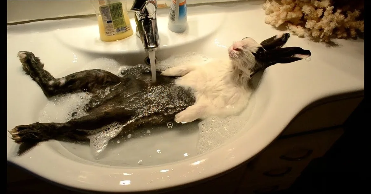 What This Bunny Does When His Owner Tries to Give Him a Bath Will Leave You in Hysterics! Hilarious!