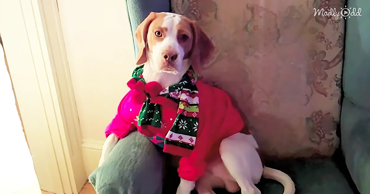 A dog wearing a festive red sweater and scarf sits on a chair, looking slightly to the side.