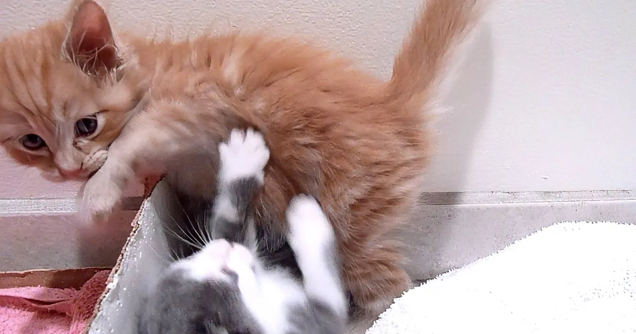 Orphan Kitten Depressed Without a Mommy Finds a Big New Family! Aww!