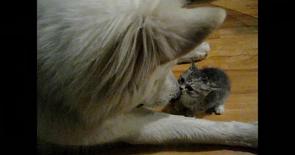 Big Dog and Tiny Kitten Play for the First Time Ever! Aww!