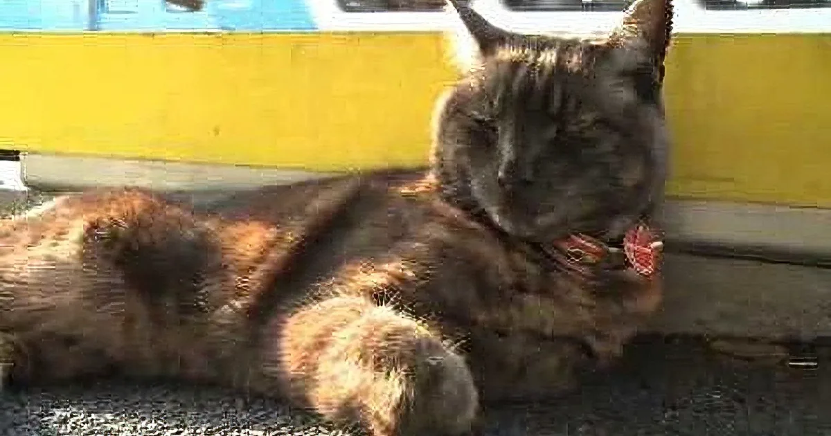 Every Day, This Cat Does Something in Front of the Train That Melts My Heart! Aww!