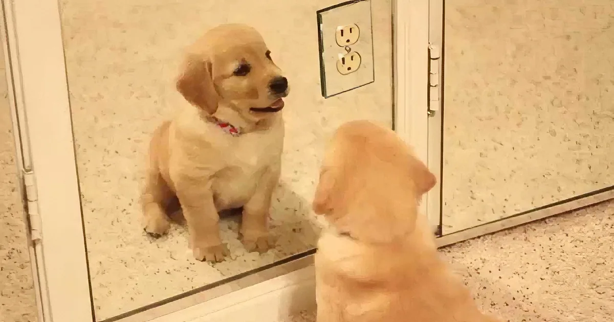 This Golden Retriever Puppy Is Adorably Confused When He Encounters a Mirror! LOL!