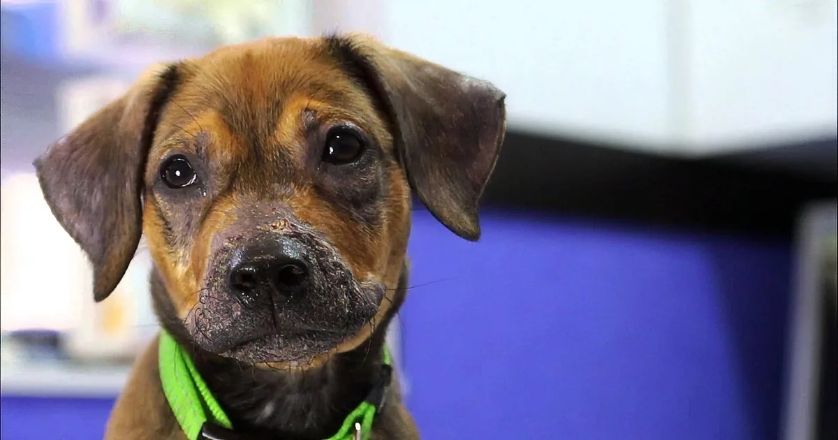 Puppy Suffering From a Rare Disease Makes a Miraculous Recovery! Wow!