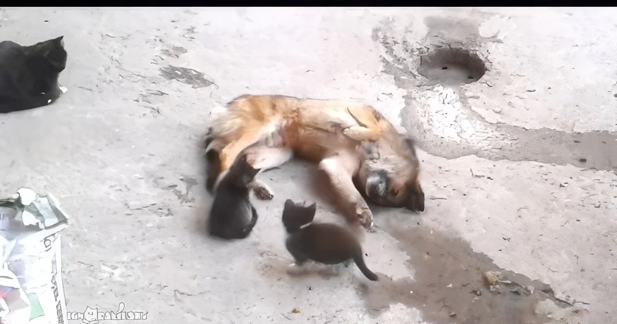 A dog lies motionless on the ground, surrounded by two kittens, one of which is licking the dog's face.