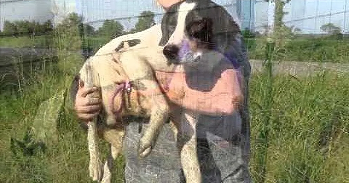 A person holds a large, light-colored dog with a dark face and a stethoscope around its neck.