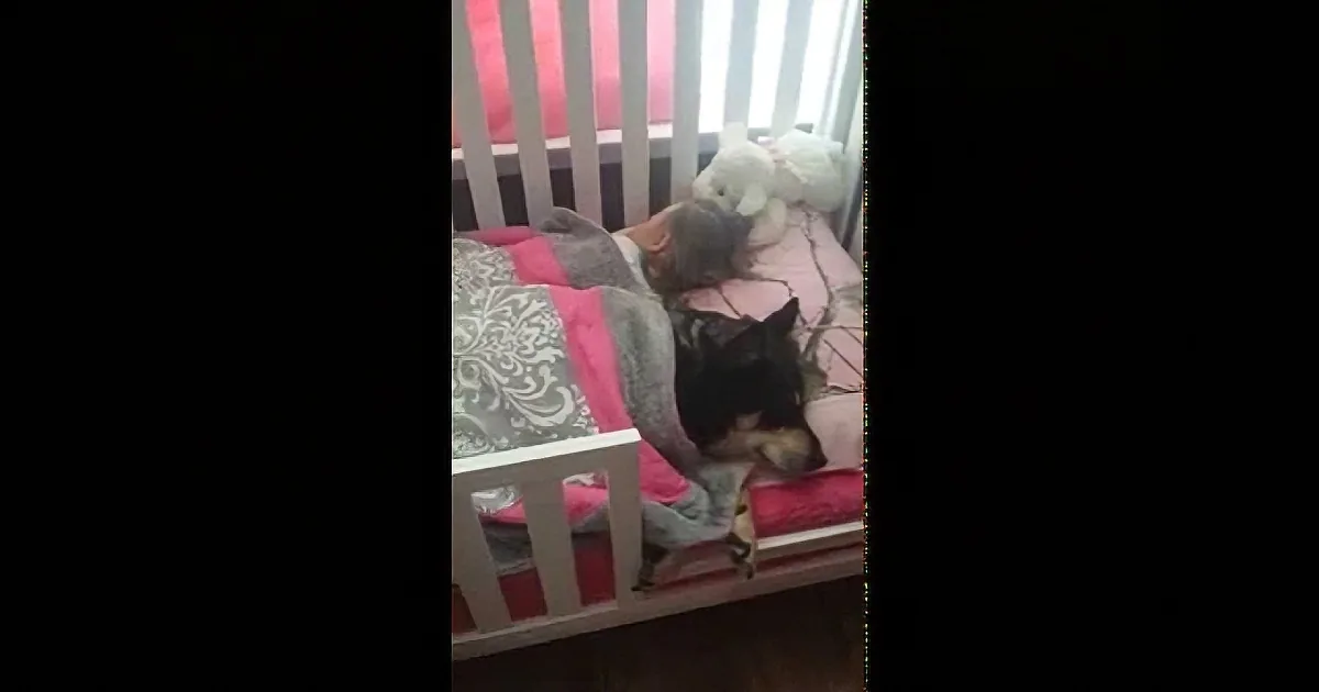 Dog Sneaks Into Toddler''s Room to Nap With Her! Aww!