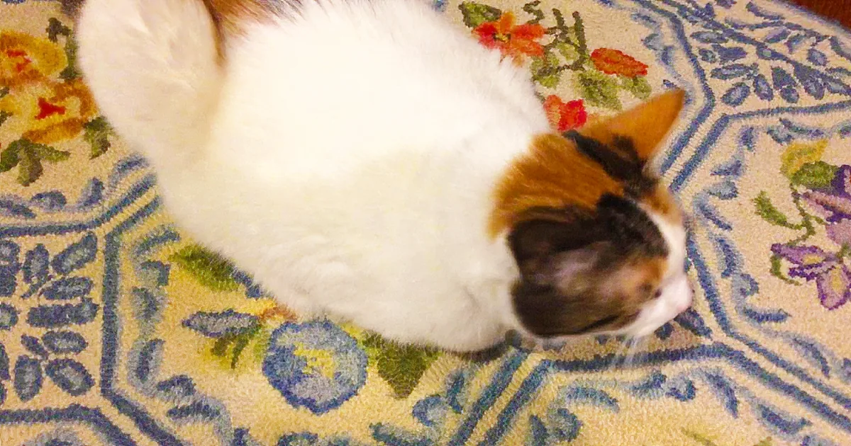 Adorable Cat Joins in When Owner Sings ''if You''re Happy and You Know It''